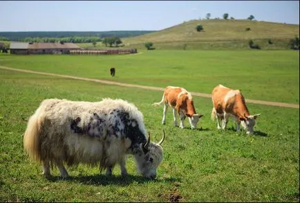 Safari Park, regiunea Lipetsk