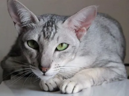 Cele mai populare pisica rase cu imagini și descrieri