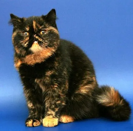 Най-популярната породи котки със снимки и описания