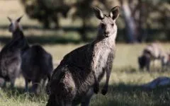 Cukor Possum apartman (petaurus breviceps), egy oposszum cukortartalma fogságban ellátás