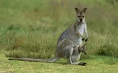 Cukor Possum apartman (petaurus breviceps), egy oposszum cukortartalma fogságban ellátás