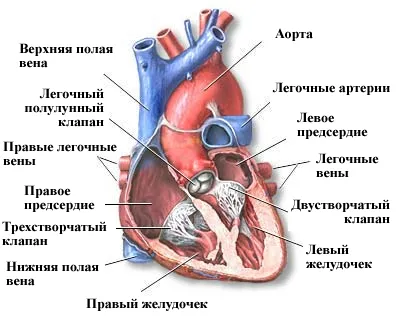 Симптомите на сърдечна недостатъчност - лечение на сърцето