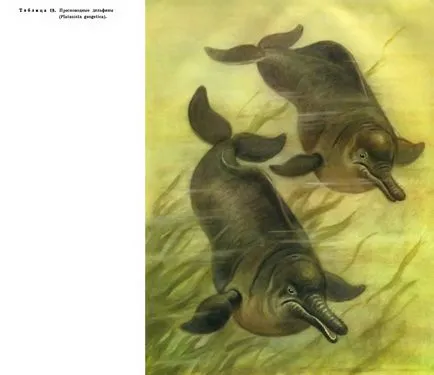 Familia de delfini de râu sau de apă dulce (platanistidae) - este