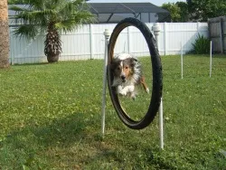 Sheltie, shetlandi juhászkutya