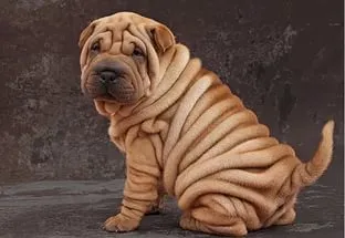 Shar Pei - rase de caini care nu sunt definite științific de clasificare biologică, fiind