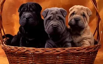 Shar Pei - rase de caini care nu sunt definite științific de clasificare biologică, fiind