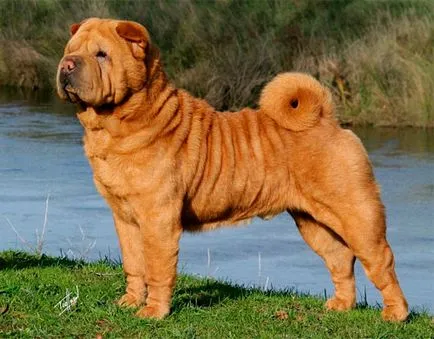 Shar Pei - rase de caini care nu sunt definite științific de clasificare biologică, fiind