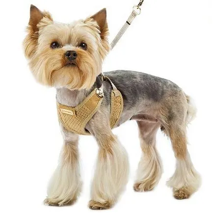 Hámok Yorkshire terrier - egy leírást arról, hogy néz ki, fotók