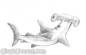 Hogyan kell felhívni a cápa-kalapács ceruza szakaszban, videó