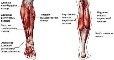 Hogyan építsünk borjak, ukratlet - szól az egészséges sport