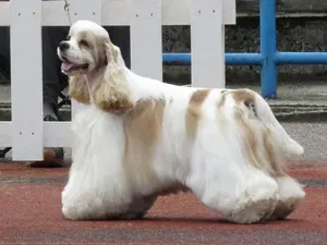 Cum trăiesc mulți Cocker Spaniel american