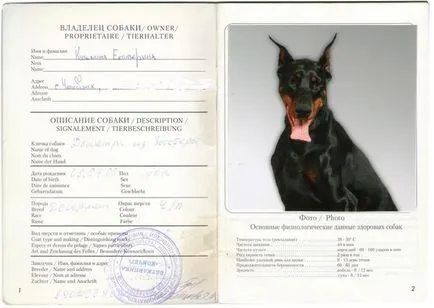 Kutyák a keretben hat fotó stúdió, ahol megállapodtak, hogy a kép egy kutya egy útlevél