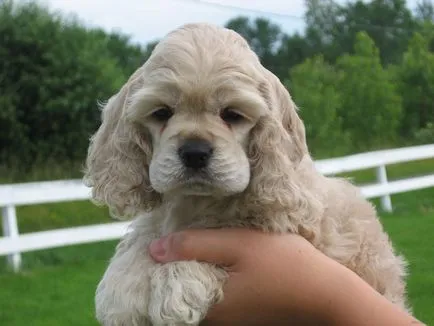 Cum trăiesc mulți Cocker Spaniel american