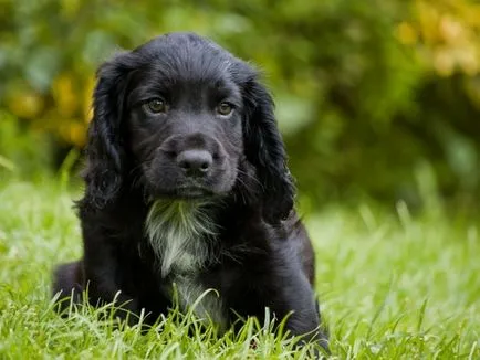 Cum trăiesc mulți Cocker Spaniel american