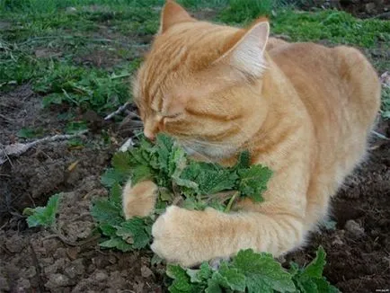 Funny cats, prinderea un bâzâit de la Catnip (28 poze)