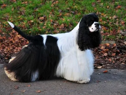 Cum trăiesc mulți Cocker Spaniel american