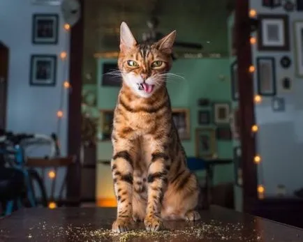 Funny cats, prinderea un bâzâit de la Catnip (28 poze)