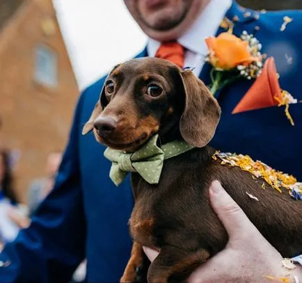 Kutyák tanúként az esküvő vidám fotók