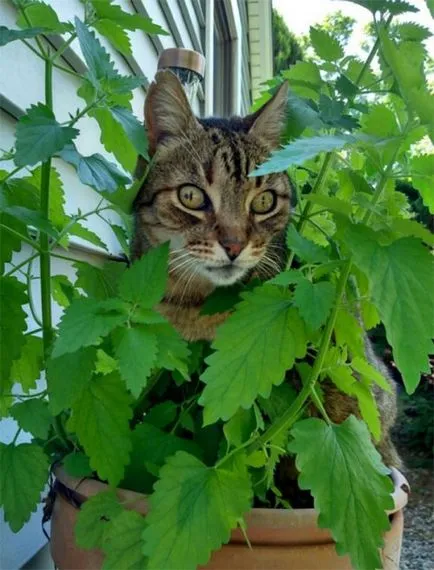 Vicces macskák, fogása egy fless származó macskamenta (28 fotó)