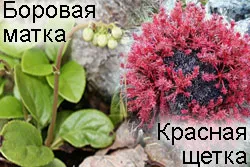 Utilizarea combinată de plante aromatice și perie roșu Upland uterului - comentarii cu privire la utilizarea în comun a Upland