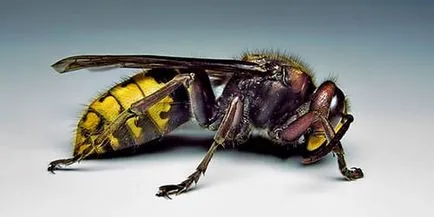 Тълкуване на сънища Hornet Hornet какво сънищата по време на сън
