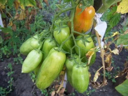 Soiuri de tomate formă alungită