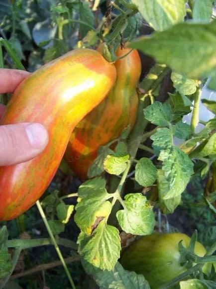 Soiuri de tomate formă alungită