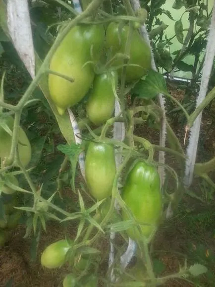 Soiuri de tomate formă alungită