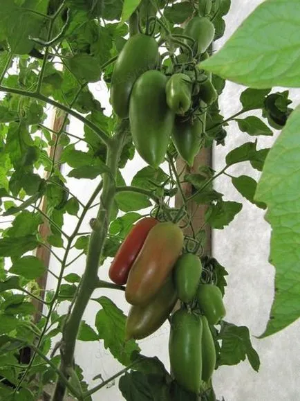 Soiuri de tomate formă alungită