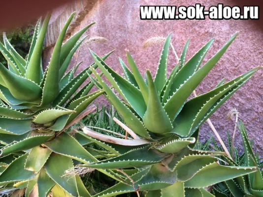 aloe juice