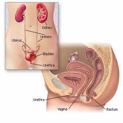 Spasm al vezicii urinare în cauzele și tratamentul femeilor