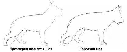 Стандарт на немска овчарка, размерите и пропорциите на фото и видео