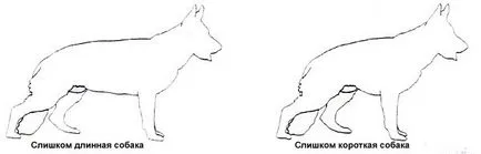 Standard a Ciobanescul German, dimensiunile și proporțiile fotografiei și video