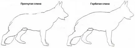 Стандарт на немска овчарка, размерите и пропорциите на фото и видео