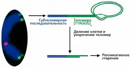 Стареене и рак - естеството на рак