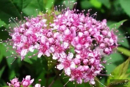 Spirea засаждане и грижи Фото