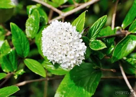 Spirea ültetés és gondozás Photo