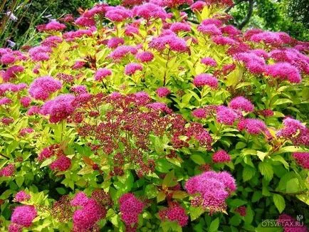 Spirea засаждане и грижи Фото