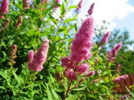 Spirea засаждане и грижи Фото