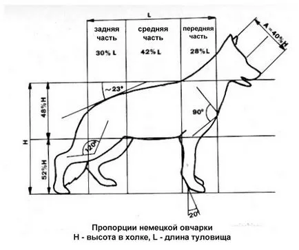 Стандарт на немска овчарка, размерите и пропорциите на фото и видео