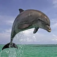 Versek mintegy delfinek, delfin