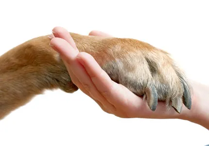 Kaszálás karmok kutyák otthon és állatorvosi klinika