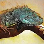 Iguana Tattoo érték, és a fénykép miniatűr