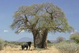 Свойствата на плодовете на Baobab, баобаб Life