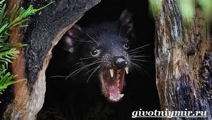 Tasmanian animale Devil