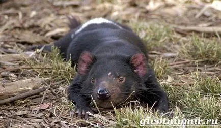 Tasmanian animale Devil