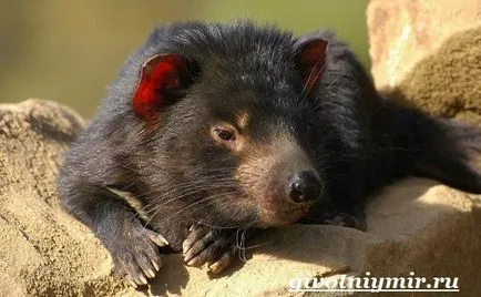 Tasmanian animale Devil