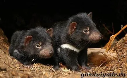 Tasmanian animale Devil