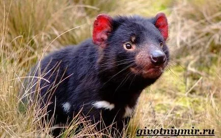 Tasmanian animale Devil