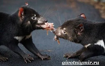 Tasmanian animale Devil